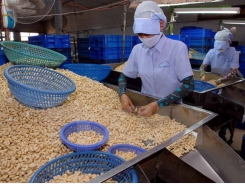 EVFTA to boost cashew sector