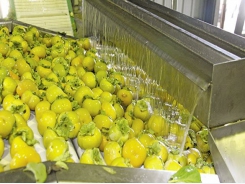Sharon fruit in SA – growing local and export sales