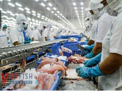 Plenty of opportunities for Vietnamese pangasius exports to ten CPTPP countries