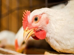 Poultry feed additive may help stop the spread of HPAI