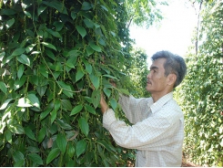 Liên kết sản xuất hồ tiêu sạch, đạt chuẩn xuất khẩu