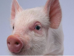 Pigs help scientists understand human brain
