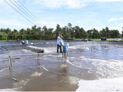 Cà Mau targets US$1.2 billion in aquatic exports