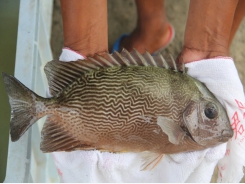 How a Filipino scientist is making headlines by culturing marine herbivores