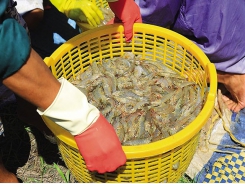 Mekong Delta shrimp crops a sweet success