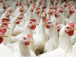 Understanding of chicken's environmental impact examined