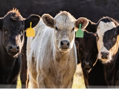 Blended feed additives may provide antibiotic alternative for growing cattle