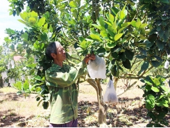 Thu nhập hàng trăm triệu đồng từ trồng bưởi da xanh