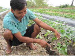 Local watermelon seeds exported to Japan for first time