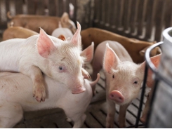 Enzyme blend may boost weight gain, growth in newly weaned pigs