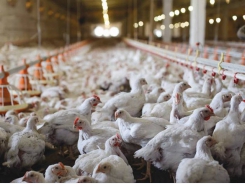 5 ways to improve broiler feed efficiency beyond nutrition