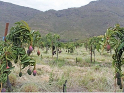 Making organic fruit farming work