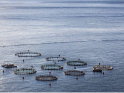 Spanish researchers seek to find value in aquaculture waste