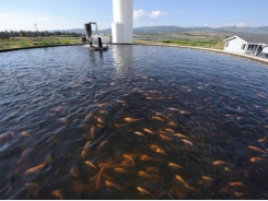 Nutritional study aims to decrease aquaculture mortality