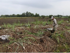 Mekong Delta sugarcane farmers switch en masse to other crops