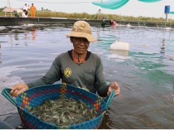 Kiên Giang widens efficient rice farming, aquaculture models