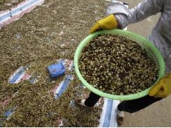 Vietnam coffee prices marginally lower as trade seen slow until next harvest