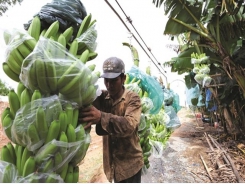 Vietnam's banana exports go up, join $17 billion glass bam market