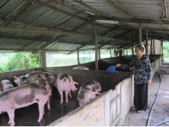 Farmers to get financial support for culled pigs