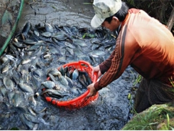 Tập huấn nuôi ghép cá thát lát cườm với sặc rằn