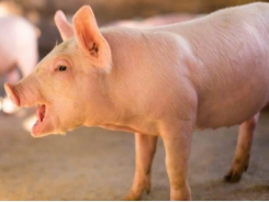 Feed mitigant study yields initial results in pigs