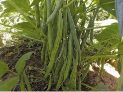 What to do after planting your green beans