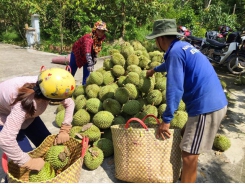 Phân bón hữu cơ tăng năng suất, chất lượng sầu riêng