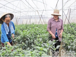 Bac Giang builds more than 90 hi-tech farming models