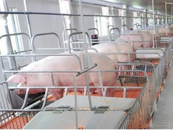 Mekong delta shifts to swine breeding in value chains