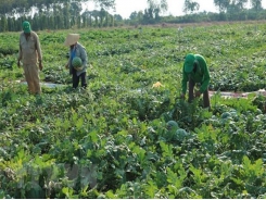Seeds for seedless watermelons exported to Japan