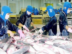 Pangasius fish price drops to ten year low