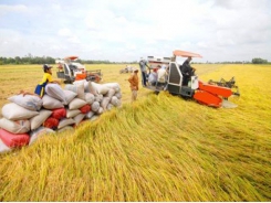 Vietnam's rice exports to China plunge