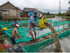Vietnam to establish shrimp alliance