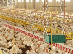Poultry farming: The robots are coming