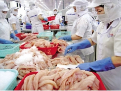 Russian appetite for Vietnamese shrimp not fully developed