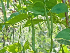 Preparation and planting of green beans