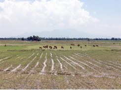 Ninh Thuận farmers lack water, leave 1,500ha of paddies fallow