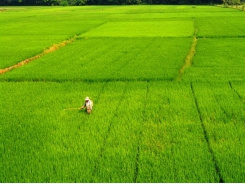 Tập trung phòng trừ sâu bệnh gây hại lúa cuối vụ hè thu