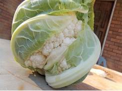 Advice on how to grow cauliflower