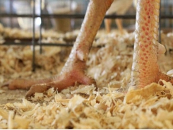 How excess protein robs broiler profitability