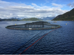 It’s complicated – reviewing the use of essential oils in aquaculture