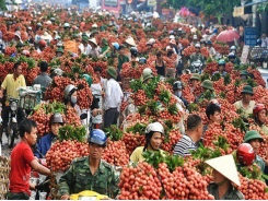Lychee revenue in Bắc Giang reaches 60-year high of US$262.6 million