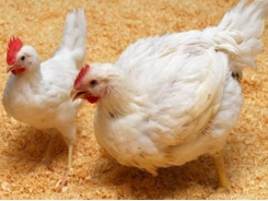 Chicken gene edit prevents avian flu virus spread