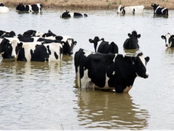 Organic selenium may support cows through heat stress trials