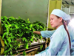 Industry promotion is Ha Giang’s cup of tea