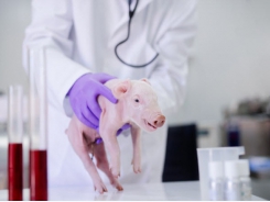 Warning about zinc oxide ban and antibiotic reduction targets in UK pig sector