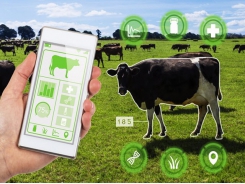 Dairy sensor tech looks to assess milk components
