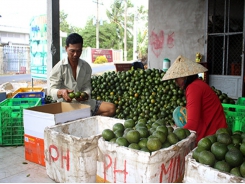 Trồng cam sành lãi 10 triệu đồng/công