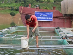 Nuôi cá tầm trong lồng bè đảm bảo an toàn thực phẩm