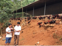 Mô hình hợp tác xã liên kết nuôi gà bền vững